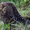 Leopard on Chui Lodge game drive