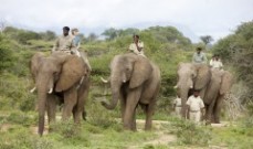 Safari in Kruger National Park in South Africa