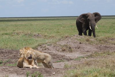 Lions on a Tanzania Safari