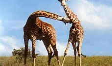 Giraffes on a Kenya Safari Holiday