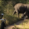 Kruger Safari at Lions Sands River Lodge