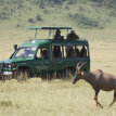 Serengeti-Serena-Lodge-game_drive_experience