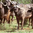 Buffalo on a Safari