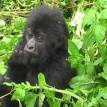 Gorilla Trekking in Uganda