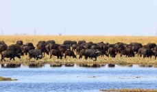 Chobe Safari with Victoria Falls