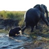 Elephant on safari