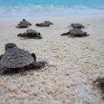 Seychelles Island luxury on Denis-Island