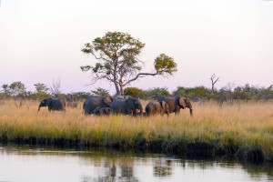 Mara Ngenche Safari Camp