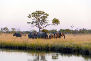 big five africa safari elephant