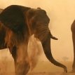 Elephants on a game drive from Chobe Elephant Camp