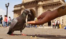 Tigers of India & Taj Mahal