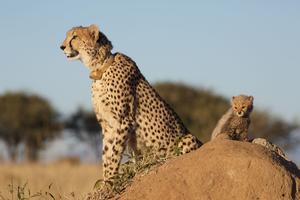 Short Tanzania Safari Tours