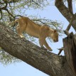 Lake Manyara Serena Tree Climbing Lion