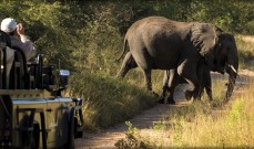 Lion-Sands-River-Lodge-safari-on-Kruger-Safari