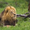 Lion on a game drive