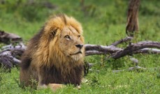 Lion on a game drive