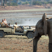 Luangwa River Camp game drive on Zambia Safari