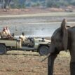 Zambia Safari Adventure