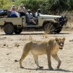 Luangwa River Camp lioness on Zambia Safari