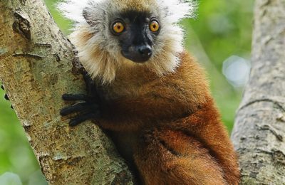 Madagascar Island Tour