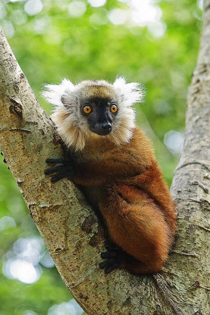 Madagascar Island Tour