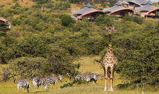 Mahali Mzuri Deluxe Camp Masai Mara Wild animals