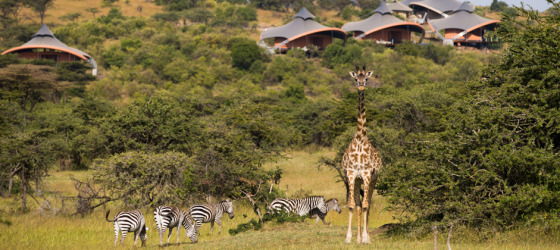 Mahali Mzuri Deluxe Camp Masai Mara Wild animals