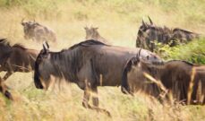 Mara Migration Safaari