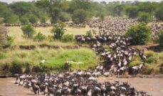 Mara Migration Safari