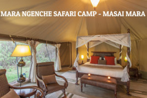 Safari Special Offers