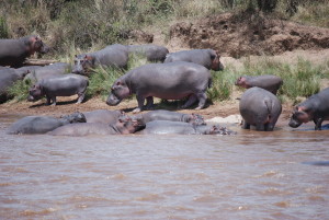 Kenya join-in safari