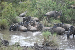 Mara Ngenche Safari Camp