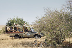 Safari Special Offers