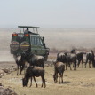 Short Tanzania Safari Tours