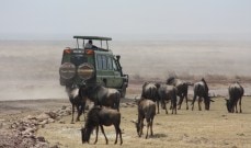 Short Tanzania Safari Tours