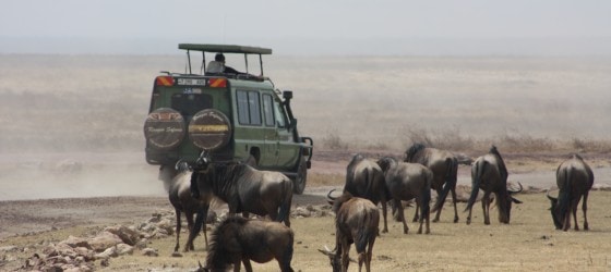 Short Tanzania Safari Tours