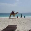 Southern Palms Camel rides