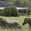 Namibia Andersson's Camp zebras