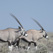 Namibia Highlights Safari