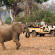 Nsefu-Safari-Lodge-elephant-on-a-Zambia-Safari