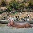 Nsefu-Safari-Lodge-hippo-on-a-Zambia-Safari