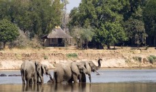 Nsefu-Safari-Lodge-wildlife-on-a-Zambia-Safari