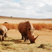 Rhinos on a Safari Drive