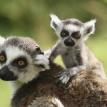 Ring-tailed lemurs Madagascar