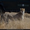 Safari Game Drive