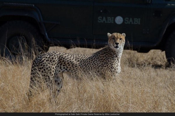 Kruger Safari