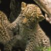 South Africa Safari 10 Nights