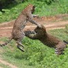 Sri Lanka Leopard fight - yala national park