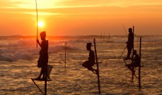 Sri Lanka Stilt Fishing