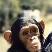 Sweetwaters Tented Camp Chimp